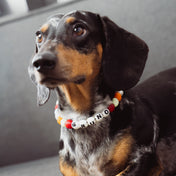 COLLAR YOUR LUCKY ONE  - MASCOTA XS