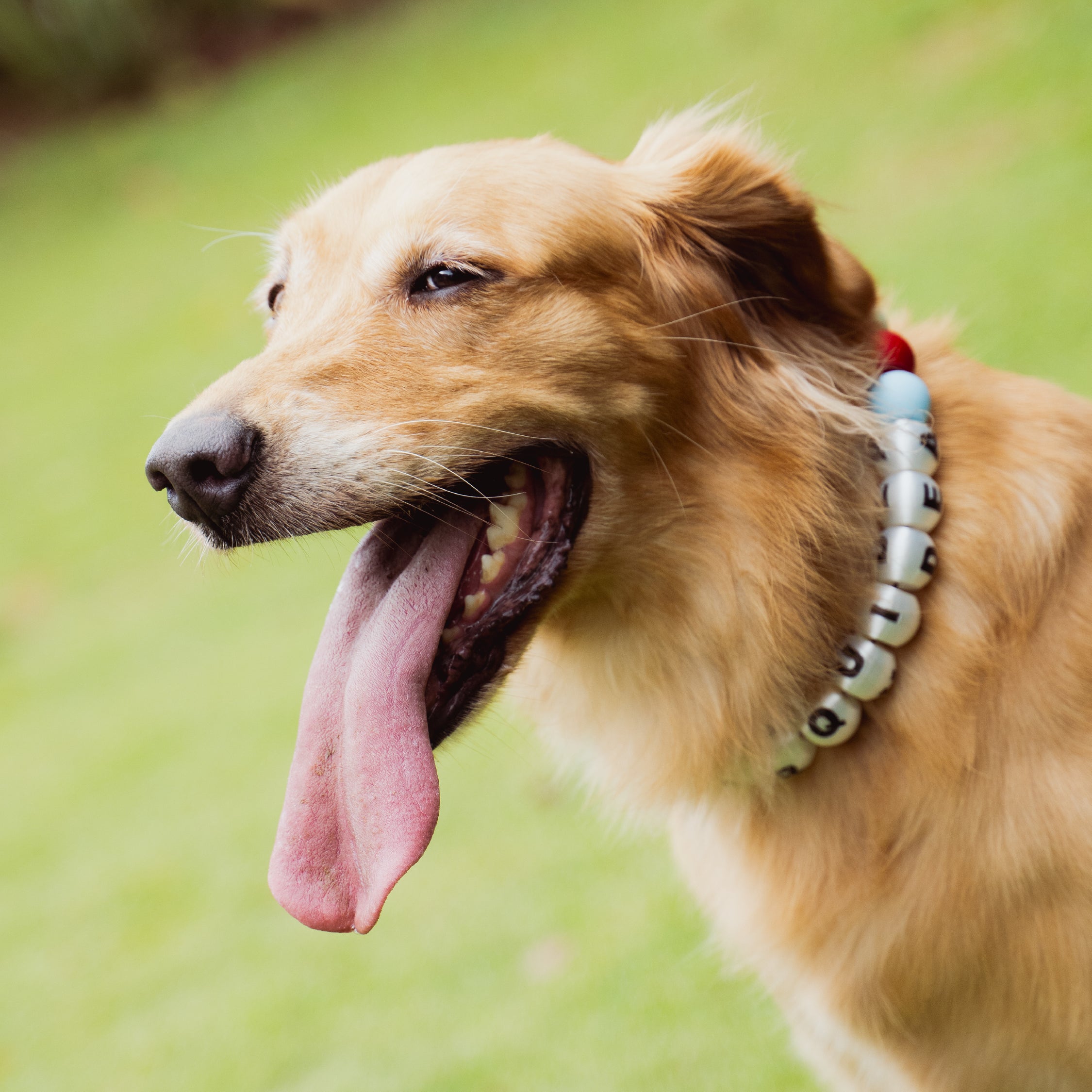 COLLAR YOUR LUCKY ONE  - MASCOTA XL