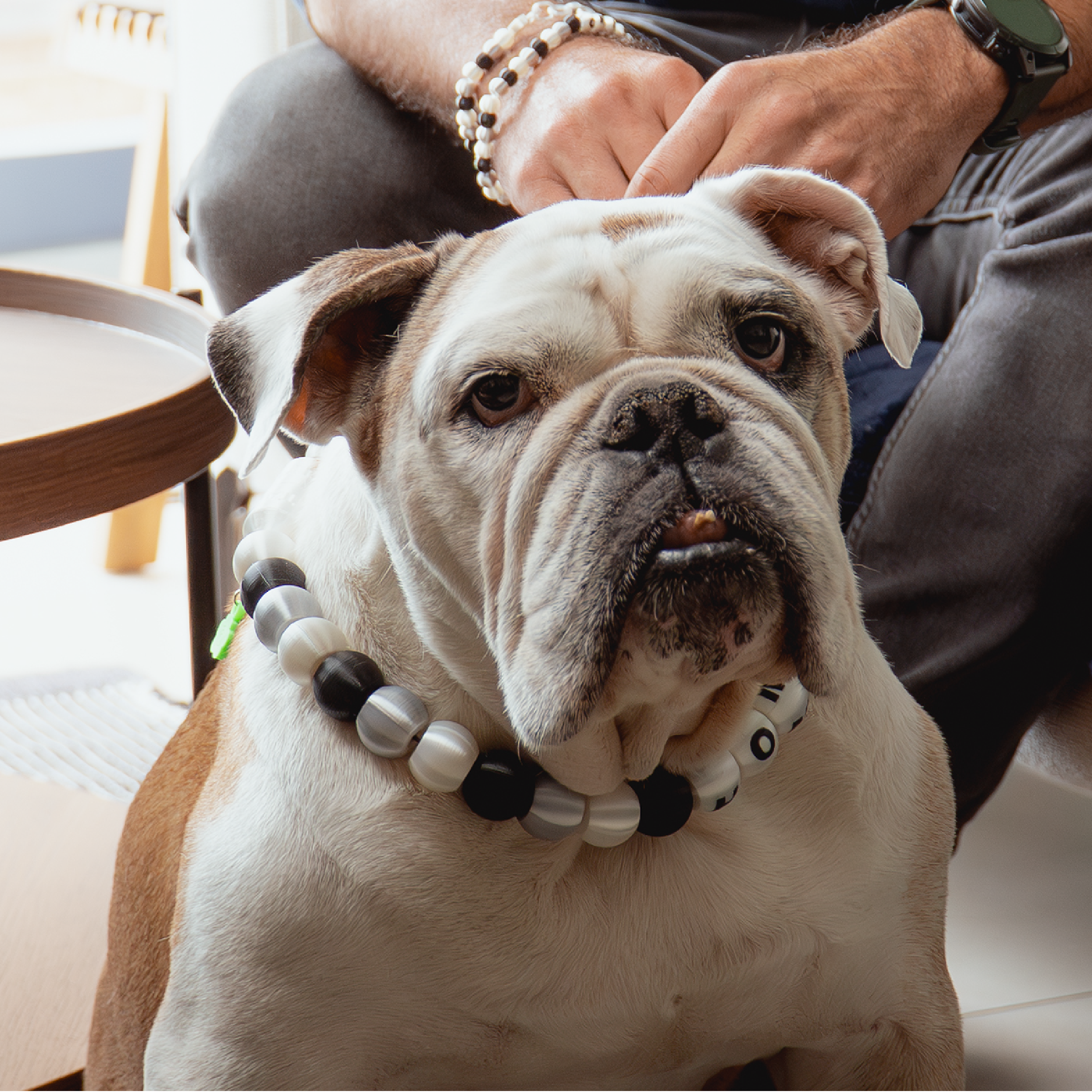 COLLAR YOUR LUCKY ONE  - MASCOTA XL (Ideal para perros grandes)