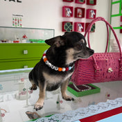 COLLAR YOUR LUCKY ONE  - MASCOTAS XS (Ideal para perros pequeños y medianos)