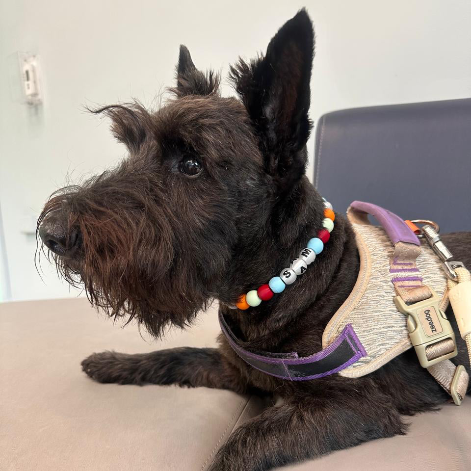 COLLAR YOUR LUCKY ONE  - MASCOTAS XS (Ideal para perros pequeños y medianos)