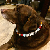 COLLAR YOUR LUCKY ONE  - MASCOTA XL (Ideal para perros grandes)