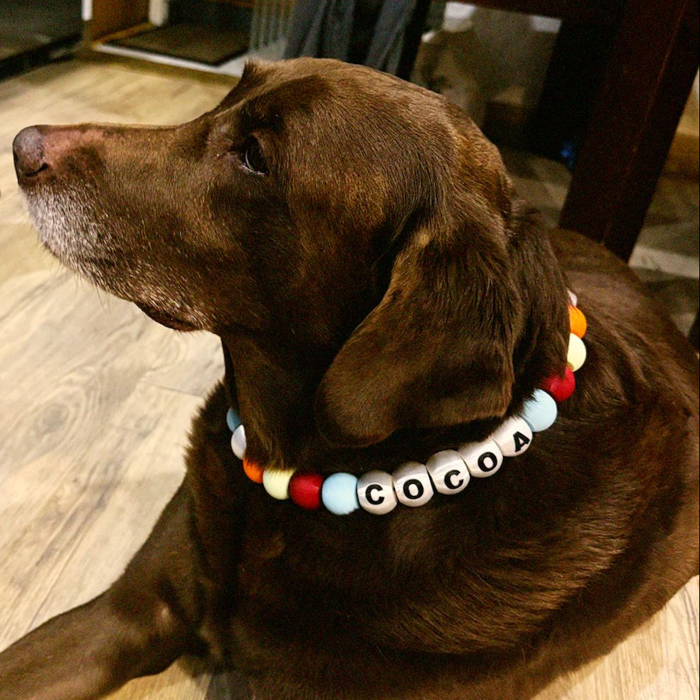 COLLAR YOUR LUCKY ONE  - MASCOTA XL (Ideal para perros grandes)