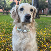 COLLAR YOUR LUCKY ONE  - MASCOTA XL (Ideal para perros grandes)